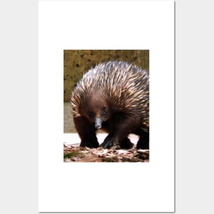 Echidna Posters and Art